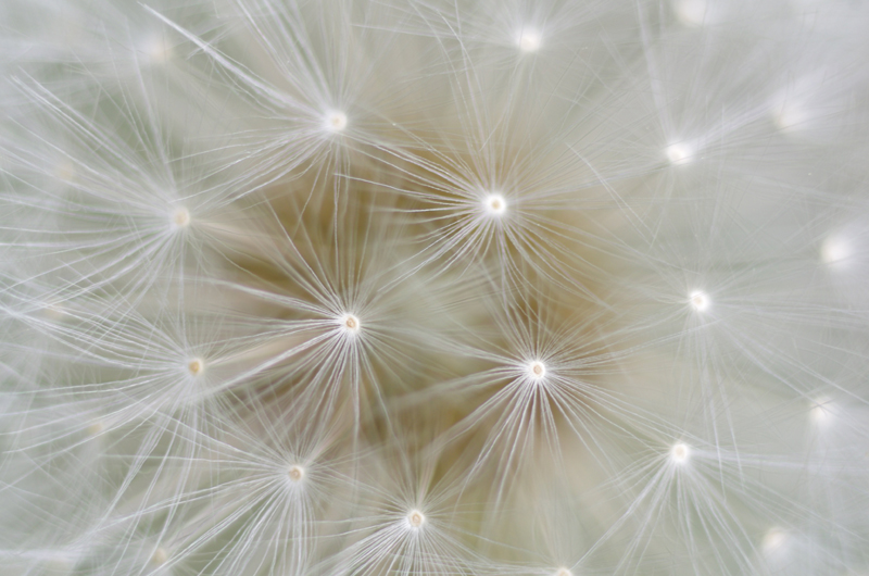 Nodes of meaning in Rae Armantrout's poems, much like the ones in a dandelion's seed head