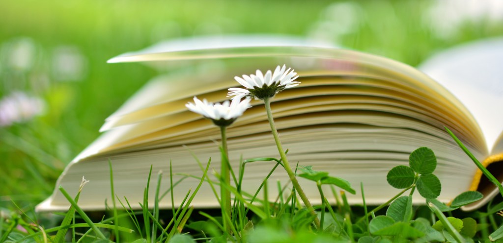 A book in the grass, with daisies and clover