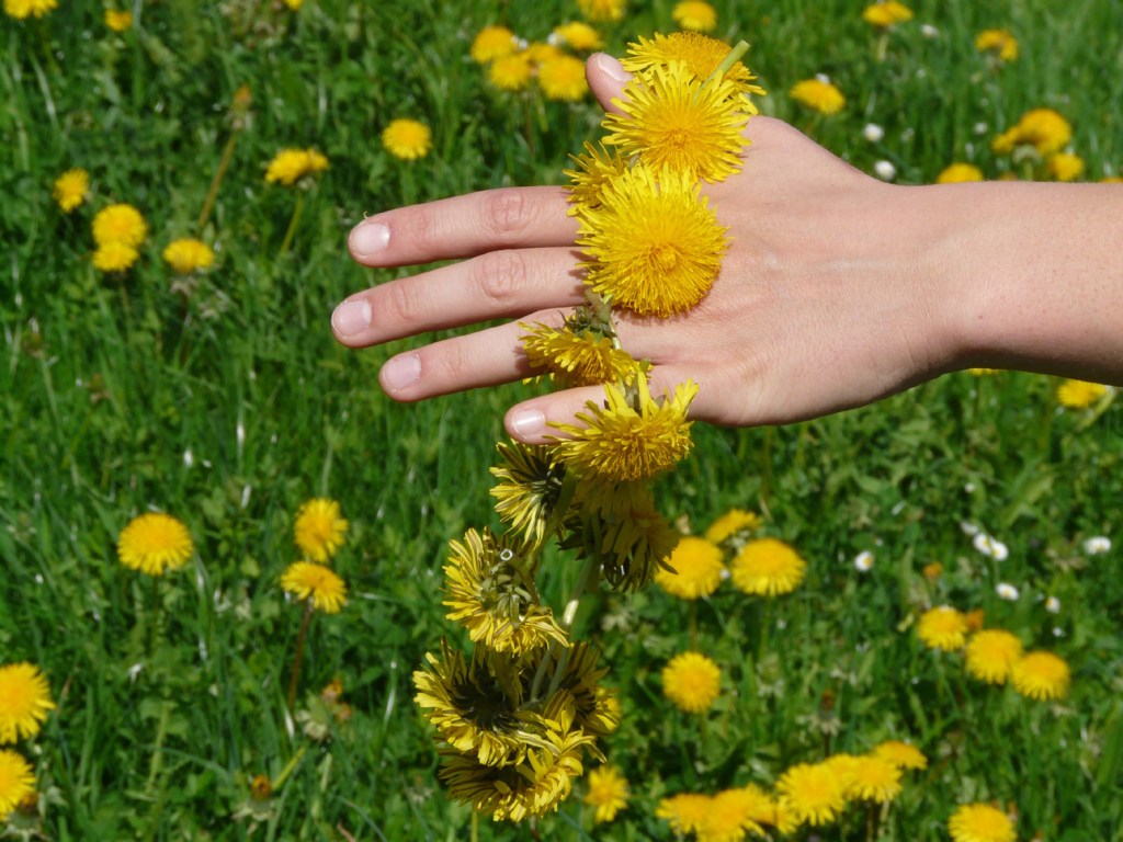 Woman holding over her hand a wreath with dandelion flowers in a field full of this plant. Dandelion is a top herb for liver health