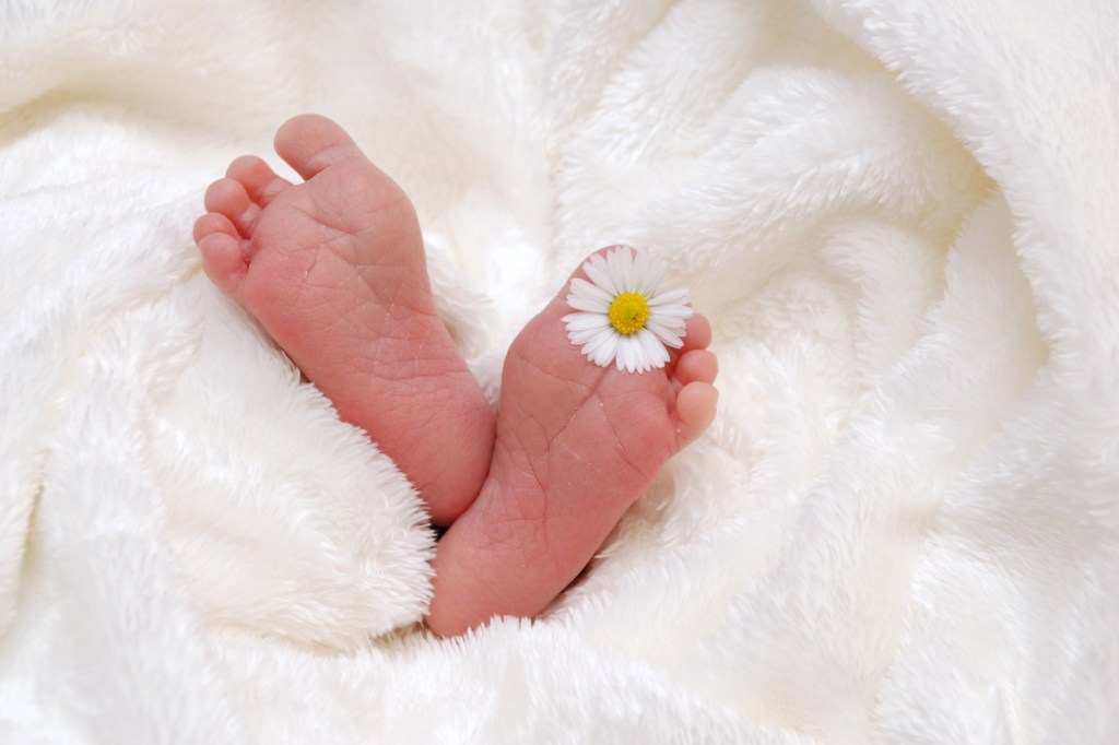 A newborn's cute feet with a daisy flower between first toe and second toe