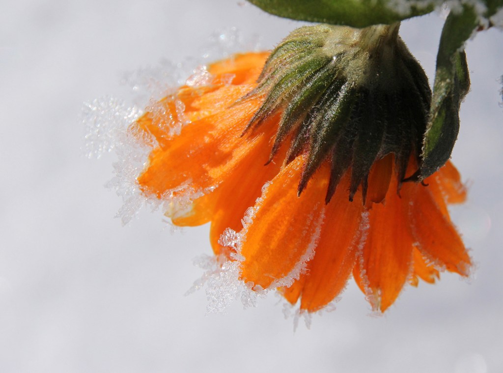 Marigold blossom with ice crystals against gray snow