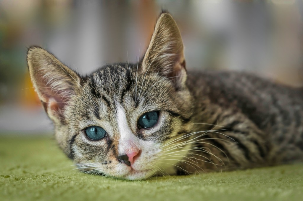 European Shorthair kitty