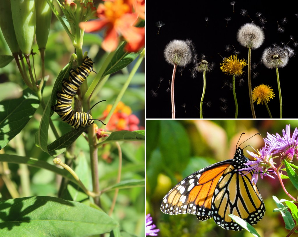 Collage of 3 photos, showing, counterclockwise, a monarch caterpillar, a monarch butterfly, and dandelions