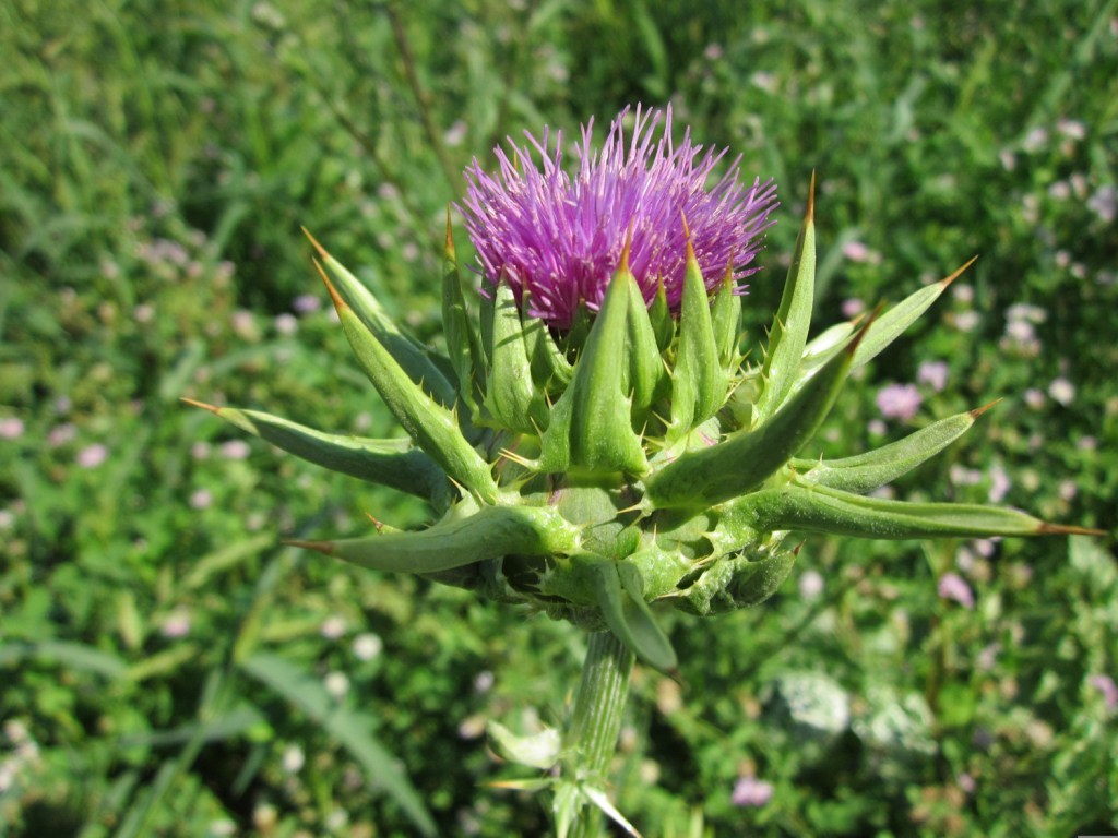 milk thistle (Silybum marianum), the seeds of which contain silymarin, which is good for liver health